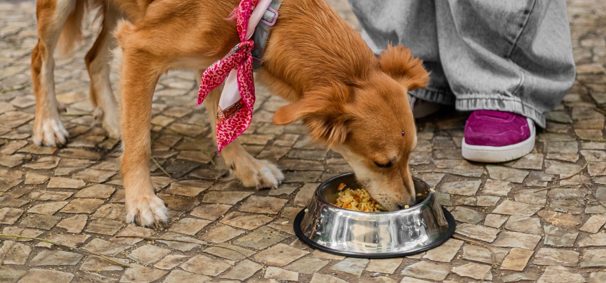 Além do pet friendly: 7 lugares no Rio onde seu pet também come